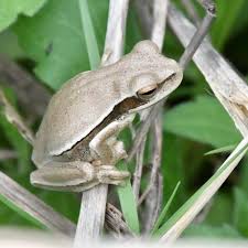 Image result for Bonatea pulchella