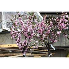 Image result for mandloň trojlaločná