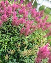 Astilbe Flowers Pronounce Best Flower Wallpaper