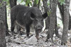 Free hog hunting in texas 2019. Wild Pigs