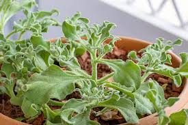 They are native to south africa and store water in their leaves, which appear. Common Ice Plant How To Grow This Unique And Tasty Veggie