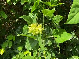 Image result for Mucuna poggei