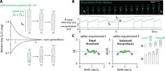 We did not find results for: Mechanistic Origin Of Cell Size Control And Homeostasis In Bacteria Biorxiv