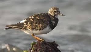 Image result for Entada arenaria