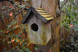 Image result for Flyte Blackbird Nest Box