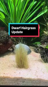 100 Real Dwarf Hairgrass Seeds Aquarium Aquatic Hair Grass Eleocharis  Acicularis | Ebay