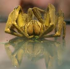 Giftigste spinne der welt (phoneutria brasilianische bananenspinne). Bremerhaven Feuerwehr Vergiftet Hochgiftige Bananenspinne Welt