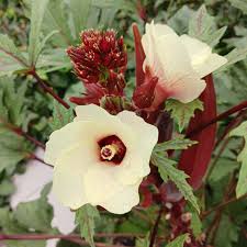 Image result for Abelmoschus esculentus