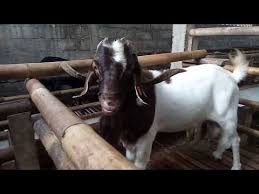 Harga kambing betina jawa randu super dan kambing betina peranakan etawa pedaging : Kambing Boer Monster Jual Kambing Boer Pejantan Super 78 Farm Jogja 0812 2838 0678 By 78