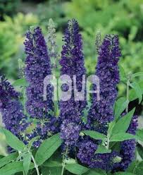 Image result for Komule empire blue