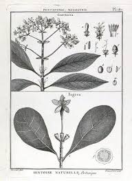 Image result for Gaertnera