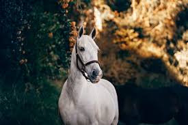 We invite you to discover the names of many famous horses in several categories. 110 Indian Horse Names With Meanings By Kidadl