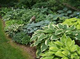 What flowers do hummingbirds like best in your backyard? 5 Shade Plants That Thrive In Northeast Ohio Gardens Portage News
