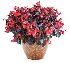 Image result for Begonia iucunda