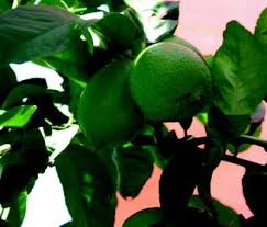224,450 likes · 72,866 talking about this. Citrus X Limon Springerlink