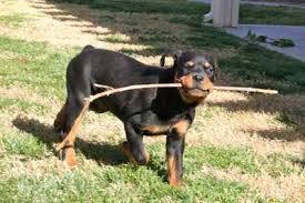 Raising A Bite Free Rottweiler