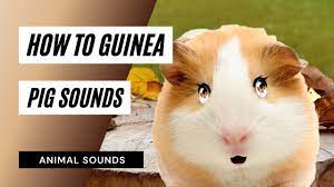 640 likes · 67 talking about this. How To Guinea Pig Sounds The Animal Sounds How To Guinea Pig Sounds Sound Effect Animation Youtube