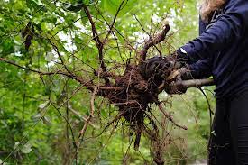 Check spelling or type a new query. How To Remove Privet Trees Atlanta