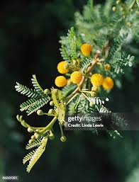 Image result for Acacia karroo
