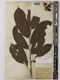 Image result for Annickia