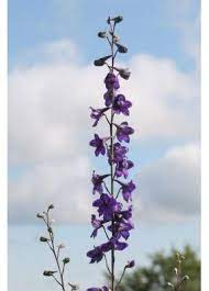 Delphinium Exaltatum Tall Blue Larkspur Larkspur Flower Delphinium Larkspur