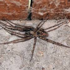 Image result for Vangueria ferruginea