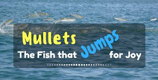 Mullets The Fish That Jumps For Joy Jumping For Joy Mullets Joy