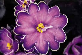 Most african violet light stands use 40 watt tubes, larger tubes are much dearer and 20 watt tubes are not so economical considering the cost of making a stand and the diminishing light at the ends of the tubes. Jill