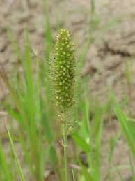 Image result for Setaria italica
