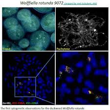 Image result for Wolffiella welwitschii