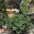 Plant Rue