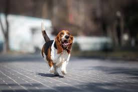 Image result for basset hound