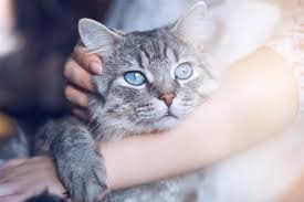 See more ideas about essential oils, oils, cats. Are Lavender Scented Products Harmful To My Cat