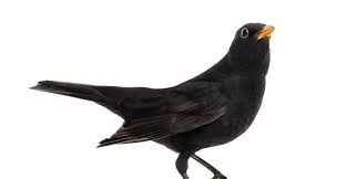 Amsel, drossel, fink und star kennt wohl jeder. Amsel Der Weit Verbreitete Singvogel Im Portrait Das Tierlexikon De