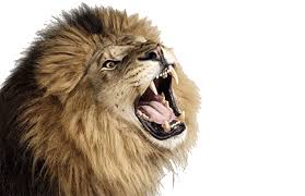 Png Fantasy Yahoo Image Search Results Lion Wildlife Animals Animals