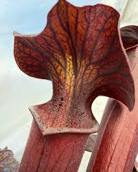 Image result for Launaea rarifolia