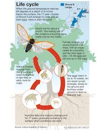 Articles these pictures of this page are about:life cycle of a cicada drawing. Life Cycle Of The Cicada Via Http Www Northjersey Com News Cicada Html Life Cycles Animal Life Cycles Cicada