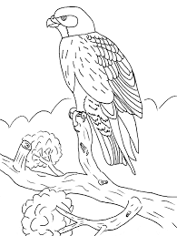 The size of this bird is only about 50 cm, but it has a very large wingspan, about 1 meter, which is larger than its own size. Falcon Coloring Pages Best Coloring Pages For Kids