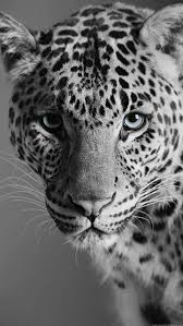 Black And White Photos Of Wild Animals Black And White Black And White Albinoanimal Amazinganimals Animalbackg Blac In 2020 Wild Animal Wallpaper Wild Animals Pictures Animals Black And White