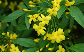 The flowers smell of decaying flesh and are also. Yellow Jasmine Facts And Health Benefits