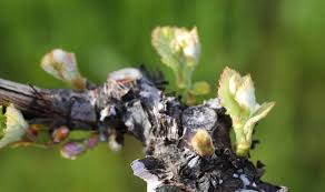 Check spelling or type a new query. What Is Bud Break In The Vineyards Grapevine Growing 101 At Jordan Winery