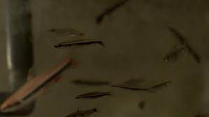 Нанностомус эспей нанностомус пятипятнистый barred pencilfish poecilobrycon espei meinken, 1956. Nannostomus Digrammus Youtube