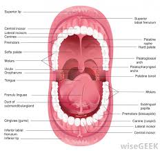 What Are Posterior Teeth With Pictures