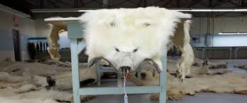 How about a bobcat fur? We Re Shooting Polar Bears Macleans Ca