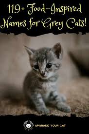 No matter how deep or how light the greys in their coat, this grey cat name is. 119 Food Related Names For Grey Cats Upgrade Your Cat