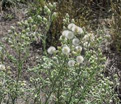 Image result for Erigeron bonariensis