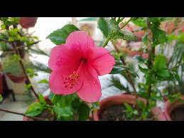 Care Of Hibiscus In Summer How To Grow And Care Hibiscus Gudhal In Summer Season Fun Gardening Youtube Hibiscus Plant Growing Hibiscus Hibiscus Bush