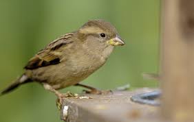 House Sparrow Remains Most Spotted Bird In Northern Ireland Gardens The Irish News