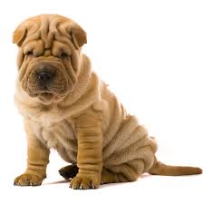 We also have at times miniature shar pei puppies, exquisite blue shar pei puppies and our black shar pei puppies are exceptional with coats that are shiney like mink. Petland Florida