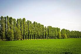 We did not find results for: Your Guide To Poplar Trees The Tree Center